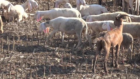 Goat guarding a flock of sheep Stock Footage 294925675