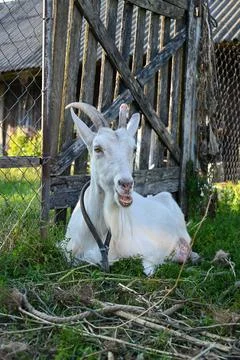 A goat with a harness on sitting in the grass Stock Photos