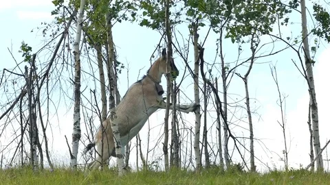 The goat has the leaves of the trees on the mountain in the Ukrainian Video stock 78568284