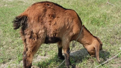 Goat having green grass in the field, baby goat Vídeos de archivo 291237280