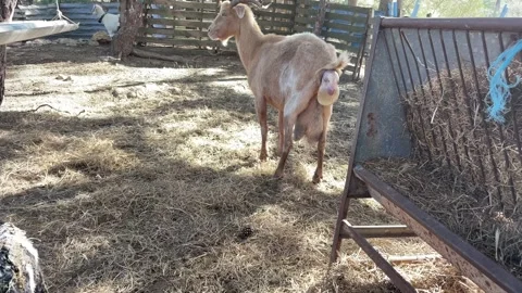 Goat having a problematic second  labor after giving birth to one goat Video stock 257307291