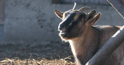 Goat head close-up in the winter Stock Footage 122964832