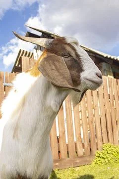 Goat head closeup on rustic background Stock Photos