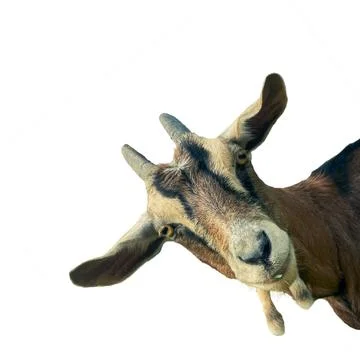 Goat Head Facing Forward on White Background Stock Photos