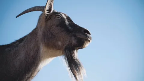 Goat head Stock Footage 105476657