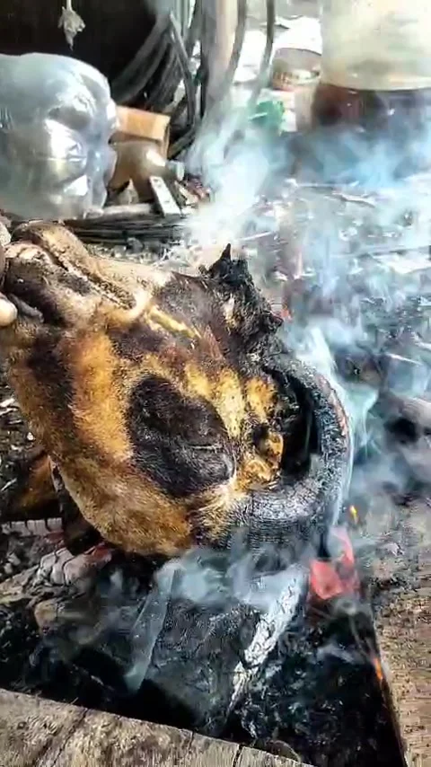 Goat head Stock Footage 335873513