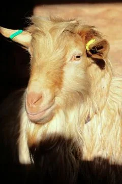 Goat head Stock Photos
