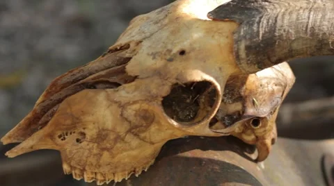 Goat Head Voodoo Skull Stock Footage 52317907