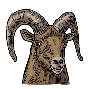 Goat head on white background イラスト素材