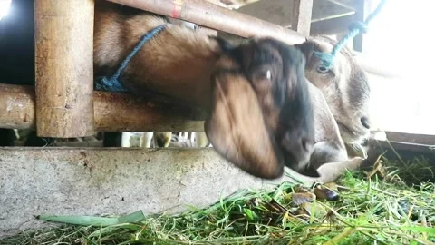 Goat heads from inside the barn are eating the grass Stock Footage 211650452