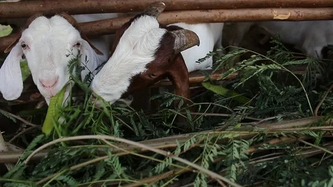 Goat headshot close up Stock Footage 104891013