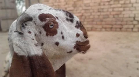 Goat headshot Stock Photos