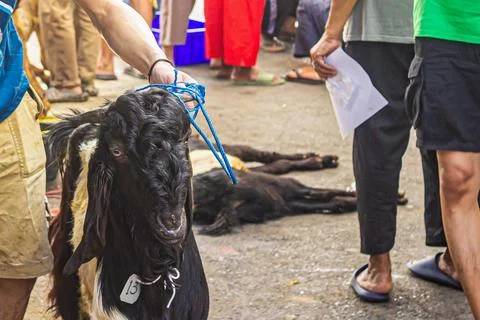 A goat is held by a rope, while another lies lifeless on the ground amid a .. Stock Photos