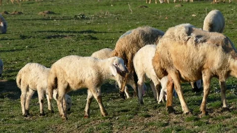 Goat herd and tiny lambs and sheep 動画素材 104624155