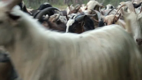 Goat herd Stock-Footage 135815120
