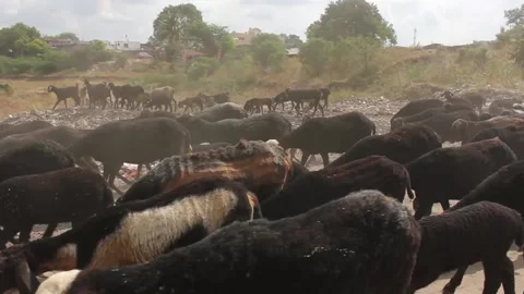 Goat herd Stock Footage 208344634