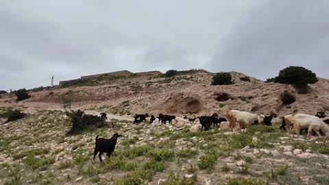 Goat Herd Grazing Stock Footage 333582573