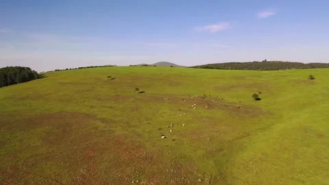 Goat herd grazing in a mountain Video stock 309289784