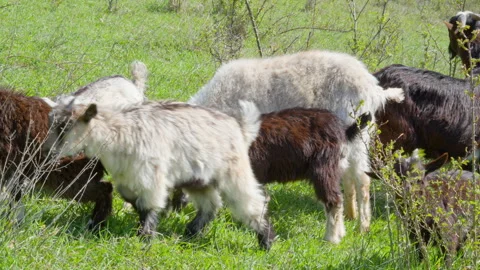 Goat herd grazing in spring field: adults and kids eating fresh grass Stock Footage 307855708