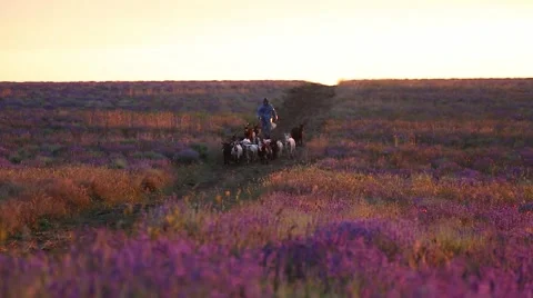 Goat herd in the lavender field Stock Footage 54544388