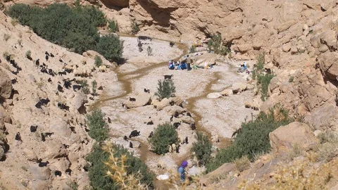 Goat herd in a Moroccan valley Stockbeeldmateriaal 111223744