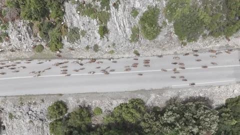 Goat herd on a mountain road Stock Footage 288723253