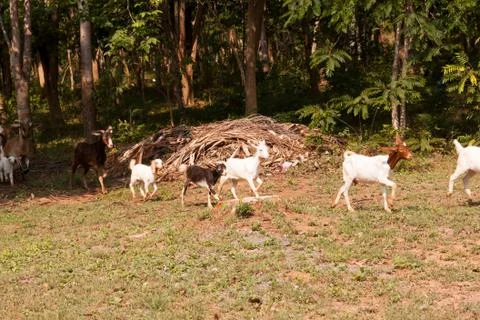Goat herd Stock Photos
