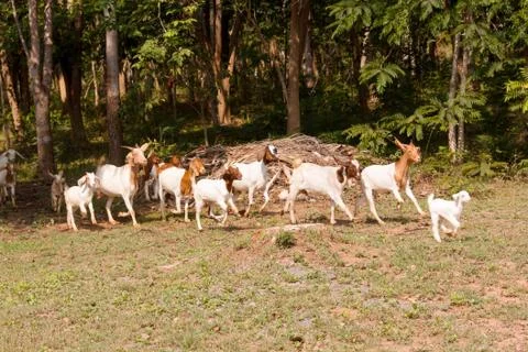 Goat herd Stock Photos
