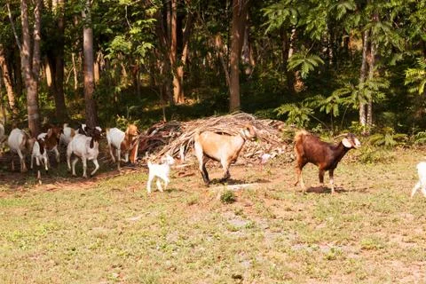 Goat herd Stock Photos
