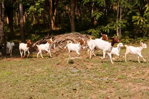 Goat herd Stock Photos