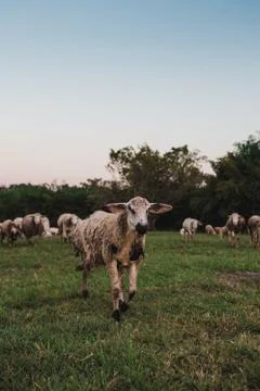 Goat in a herd Stock Photos