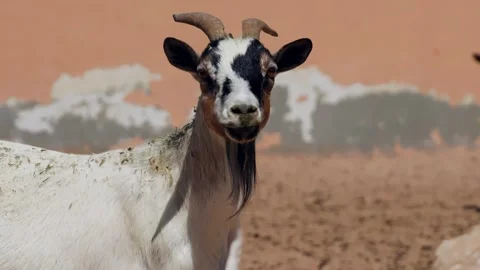 Goat herd resting in dusty farm pasture, close up portrait Stock Footage 345700862