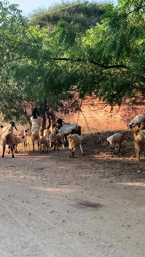 Goat herd on a road in Bagan Vidéo 343736123