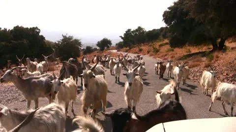 Goat herd on road Video stock 12358681