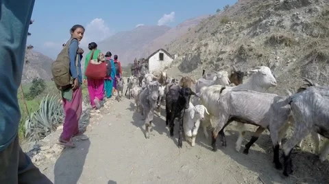 Goat herd on small path Stock Footage 65771155