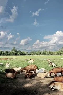 Goat Herd Summer Foto stock