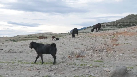 Goat Herd Walking. Stock Footage 115965205