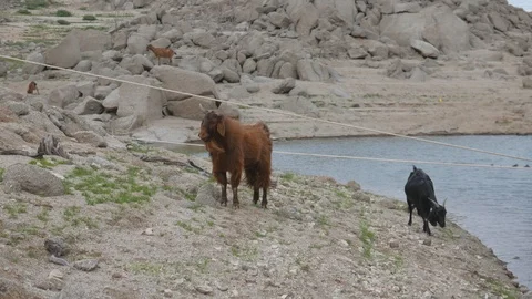 Goat Herd Walking. Stock Footage 115965456