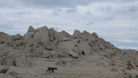 Goat Herd Walking. Stock Footage 115965596