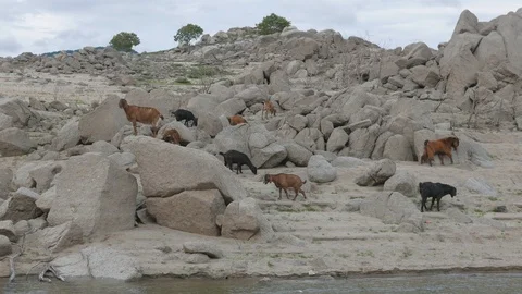 Goat Herd Walking. Stock Footage 115965679