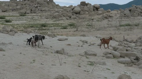 Goat Herd Walking. Stock Footage 115965710
