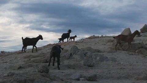 Goat Herd Walking. Stock Footage 115965811