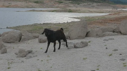 Goat Herd Walking. Stock Footage 115966031