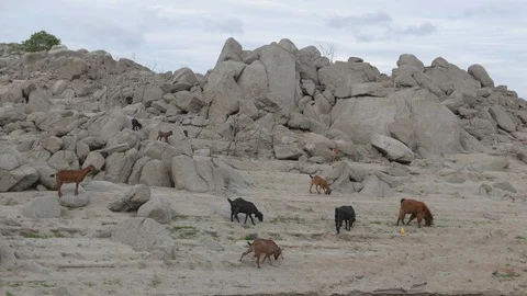Goat Herd Walking. Stock Footage 115966834