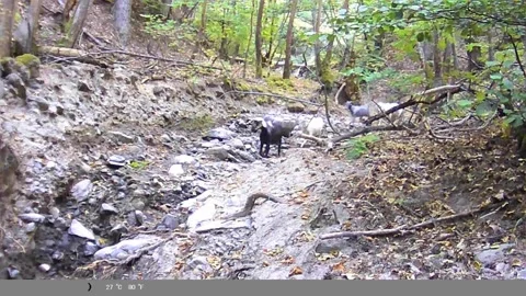 Goat Herd Walking Through Forest – Wildlife Camera Trap Footage Stock Footage 341805530