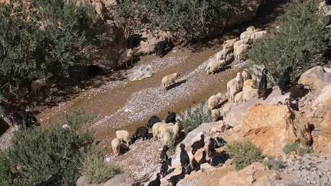 Goat herd walking through riverbed in a Moroccan valley Stockbeeldmateriaal 111223908