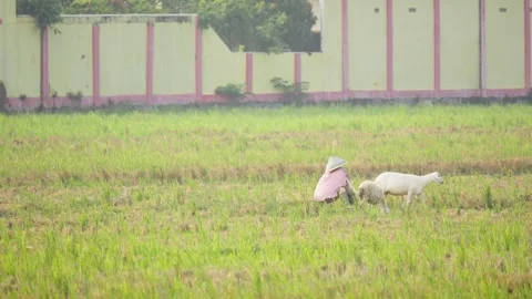 Goat Herder Sitting and Watching His Goats Stock Footage 346014734