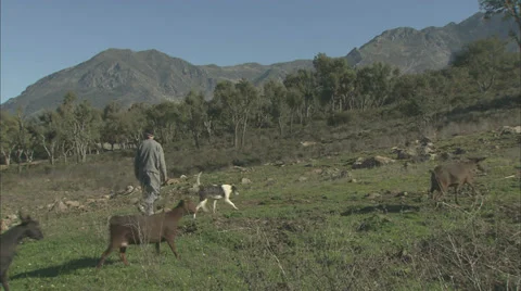 Goat herding Stock Footage 38614080