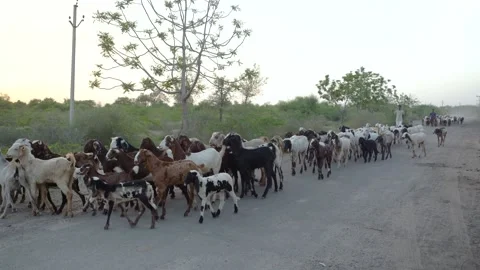 Goat Herding on Paved Road Video stock 325205995