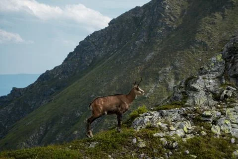 Goat in High Tatra mountain range Stock Photos